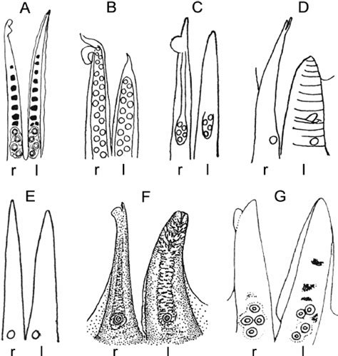 Schematic drawings of the right (r) and left (l) hectocotylus from the... | Download Scientific ...