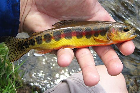 Goldforelle (Oncorhynchus aguabonita) | Fischlexikon