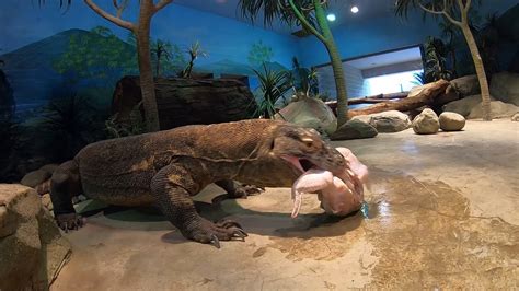 Akron Zoo - Komodo dragon eating | Facebook