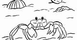 Ghost Crab Coloring Page  Samantha Bell sketch template
