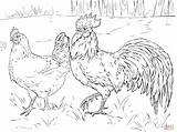 Coloring Page Of A Chicken  Home sketch template