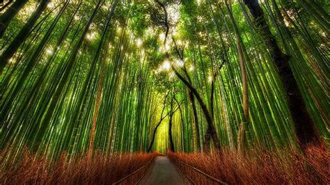 HD wallpaper: Bamboo Forest, Nature, Green, Fresh | Wallpaper Flare