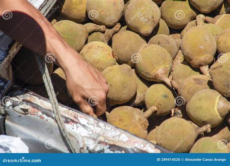 Zapote Fruit for Sale Supermarket Stock Photo - Image of harvest ...