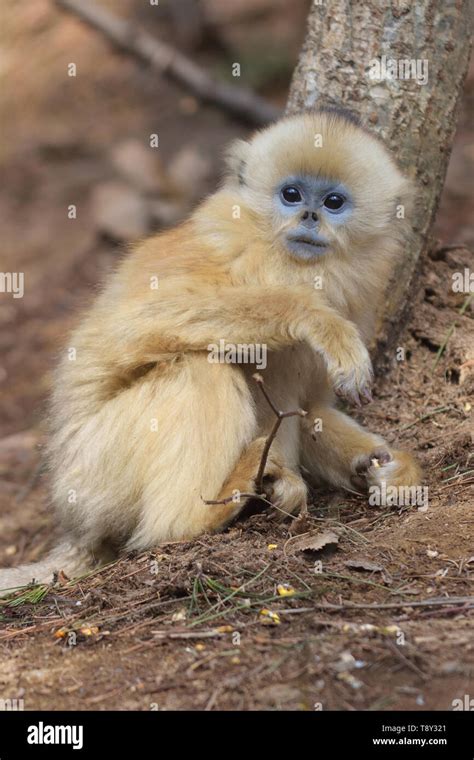 Baby Golden Snub-nosed Monkey (Rhinopithecus roxellana) searching for food in the mountains of ...