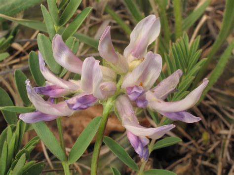 Astragalus bibullatus, Flat Rock Cedar Glades and Barrens State Natural Area, Rutherford County ...
