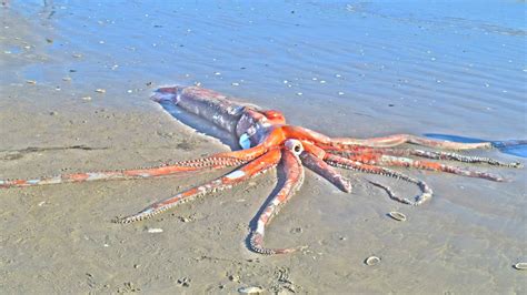 Lula-gigante morta aparece intacta em praia na África do Sul