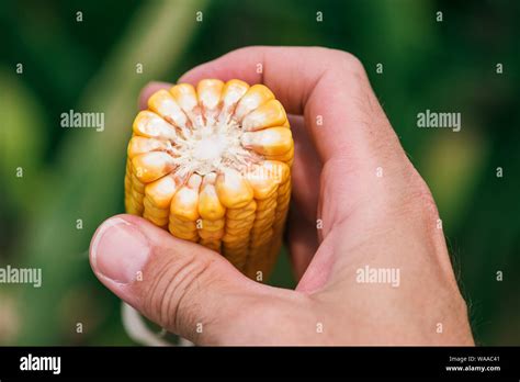 Close up of farmer's hand holding corn cob cross section with ripe ...