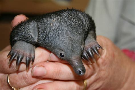 Echidna puggle gets a helping hand | Daily Liberal | Dubbo, NSW