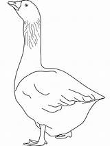 Easy Goose Coloring Page  Free Printable Pages For Kids sketch template