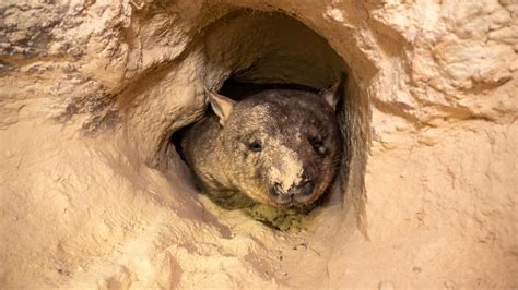 Meet the women on the front line of wombat conservation - Australian Geographic