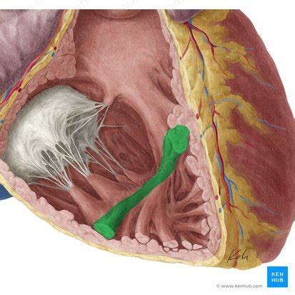 Válvulas cardíacas: Anatomía, función | Kenhub