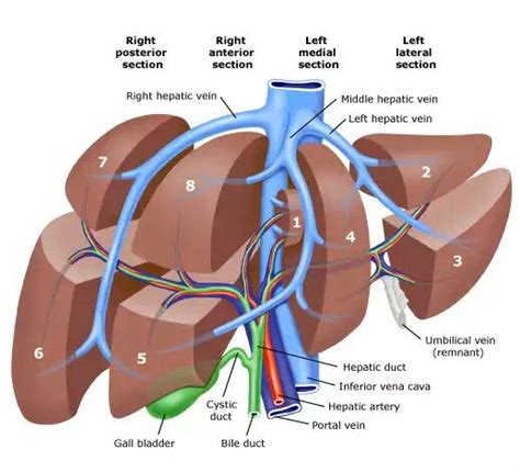 Pin by Nashita Nowshin (Nash) on Liver | Basic anatomy and physiology, Liver anatomy, Human ...