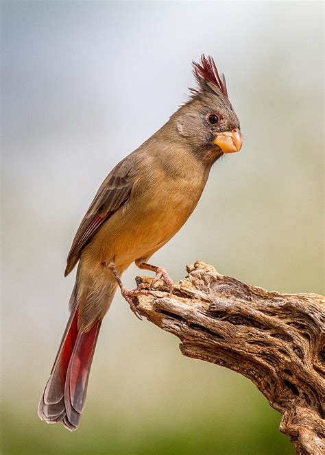 Female Pyrrhuloxia Photograph by Danny Pickens