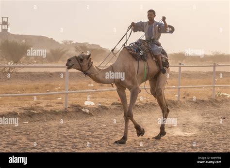 Camel Racing in Taif, Saudi Arabia Stock Photo - Alamy