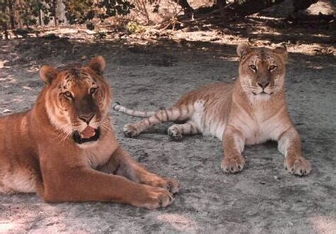 Tigon - Type Animal