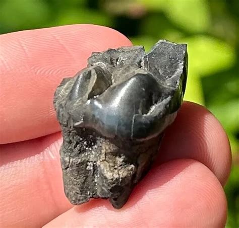 FLORIDA FOSSIL TAPIR Tooth Pleistocene Ice Age Mammal $9.99 - PicClick