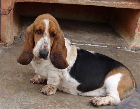 Please welcome Henry - Basset Rescue Network of Great Britain