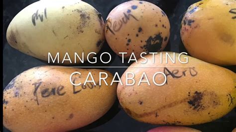 Mango Tasting - Carabao Mango - Philippine mango - YouTube