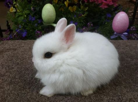 Dwarf Rabbit Wikipedia | vlr.eng.br