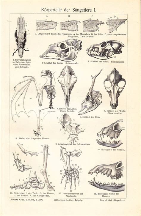 Bat Skeleton Drawing at GetDrawings | Free download