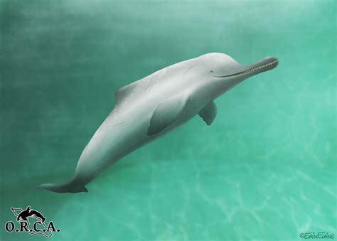 Indus River Dolphin by daggerstale on DeviantArt