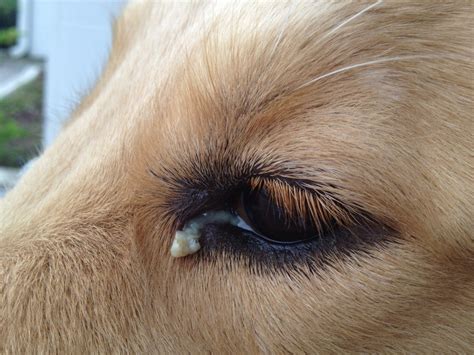 Dog Eye Discharge Causes, Treatments, Home Remedies, Pictures (2024)