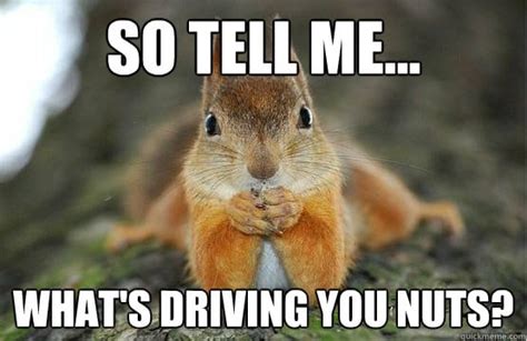 20 Squirrel Memes That Will Melt Your Heart - SayingImages.com