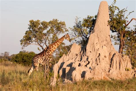 The Termite Mounds of Okavango Delta - CUZZ BLUE