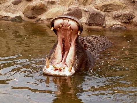 Yawning Hippo by AEmiliusLives on DeviantArt