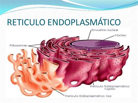 Reticulo endoplasmático