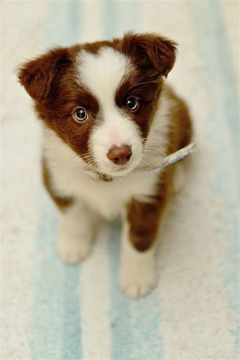 Brown Border Collie Puppies With Blue Eyes