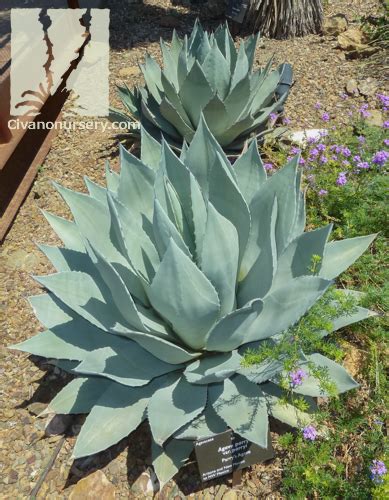 Parry's Agave - Agave parryi - Civano Nursery