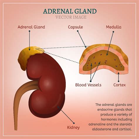 Where is the adrenal gland located - clicksfer