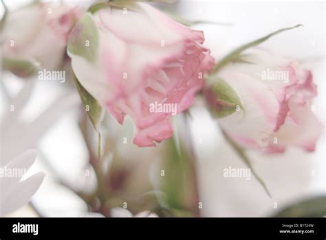 Red Tipped White Rose Stock Photo - Alamy