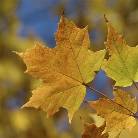 50 semi di acero da zucchero crescono vibranti foglie di caduta giallo ...