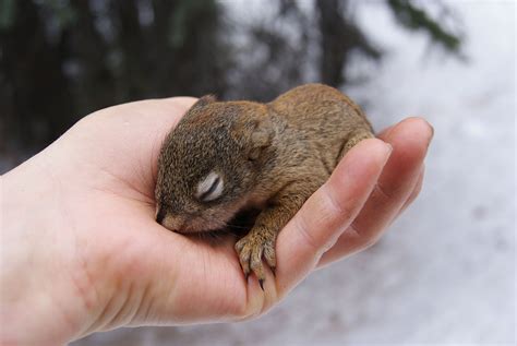 Cute Baby Red Squirrels