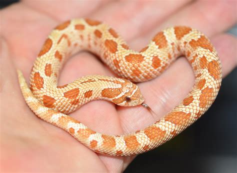 Lavender Hognose Snake : 1000+ images about Cute Snakes! on Pinterest | Python ... : Located in ...