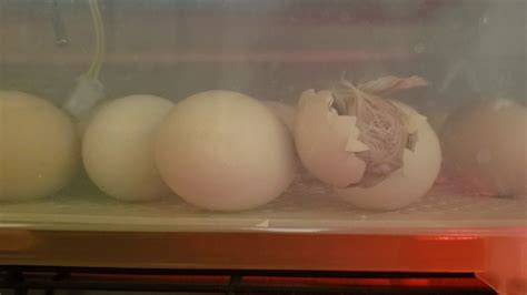 Hatching Cornish Cross Chicken Eggs - YouTube