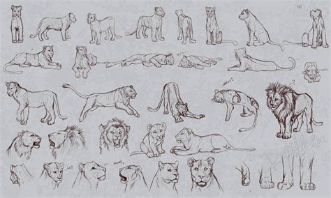 Pin by Jessterday on Art | Sketches, Lion drawing, Lion sketch