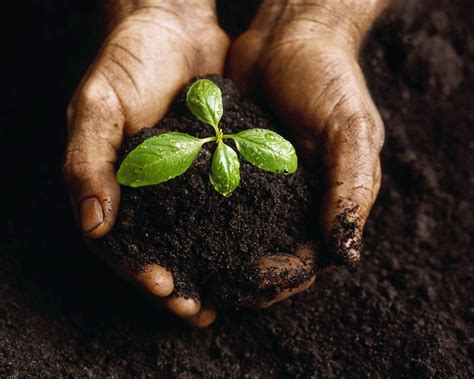 Echilibre şi dezechilibre naturale: Poluarea Solului