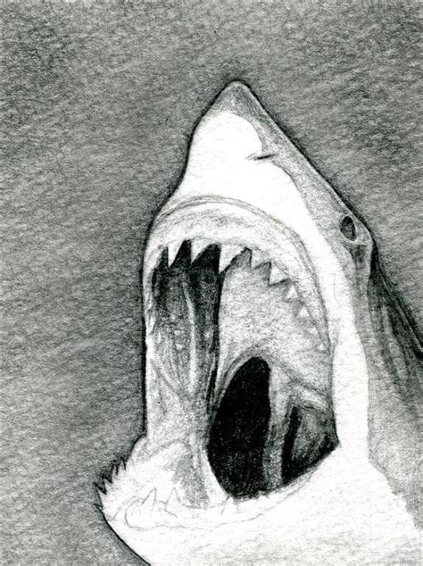 How To Draw A Shark Head, Step by Step, Drawing Guide, by finalprodigy | dragoart.com | Shark ...
