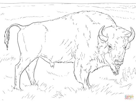 Free Buffalo Outline, Download Free Buffalo Outline png images, Free ClipArts on Clipart Library