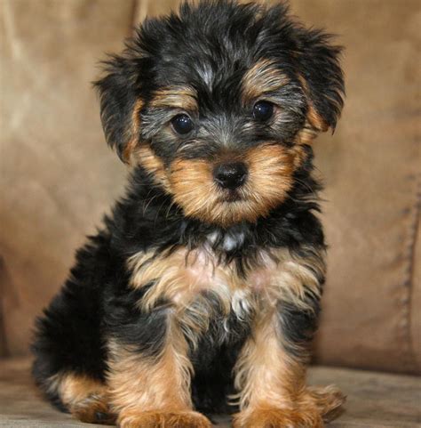 A Yorkipoo (aka yorkapoo or yoodle) is a mutt or mixed breed hybrid, bred for the first time in ...