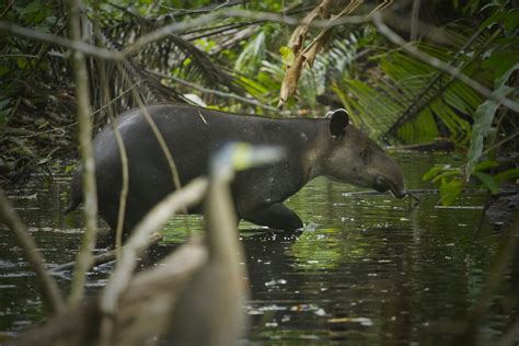 Celeste River and Tenorio Volcano National Park Hike - Ecoterra Costa Rica