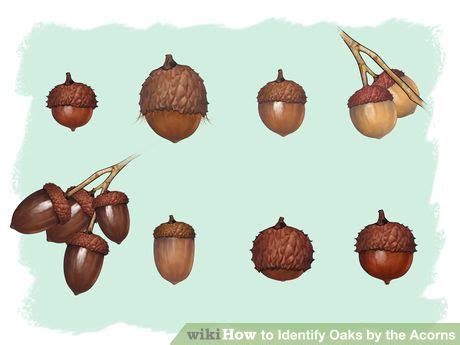 How to Identify Oaks by the Acorns: 13 Steps (with Pictures) | Tree ...