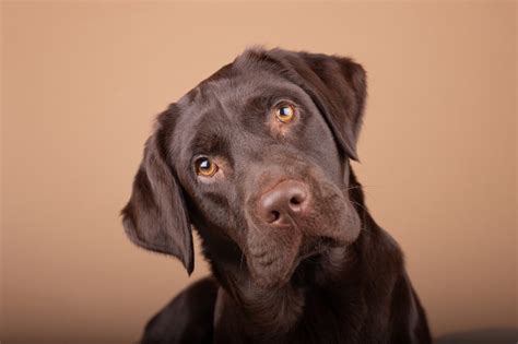 About The Breed: Labrador Retriever Highland Canine Training | lupon.gov.ph