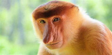 Fun Facts About Proboscis Monkeys - The Fact Site