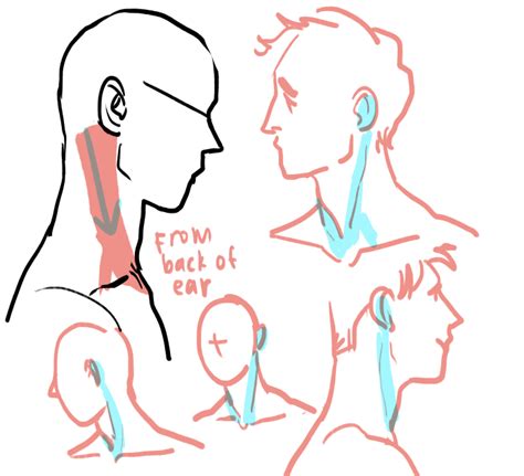 View Anatomy Neck Drawing Pics | Crazy Diagram Resources