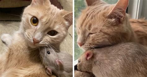 The Most Unlikely Friendship Formed Between This Cat And A Rat, Who Now Share An Inseparable ...