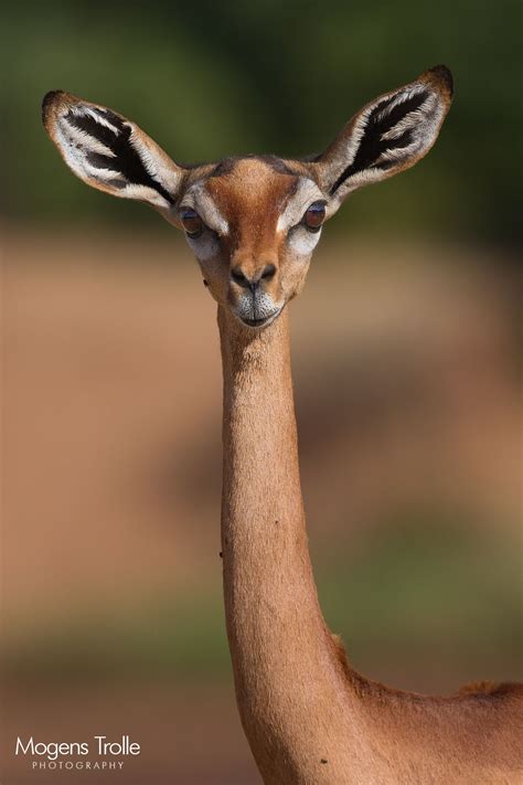 Gerenuk, aka giraffe-necked antelope - A female gerenuk showing the characteristic long neck of ...